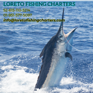loreto fish bait tour