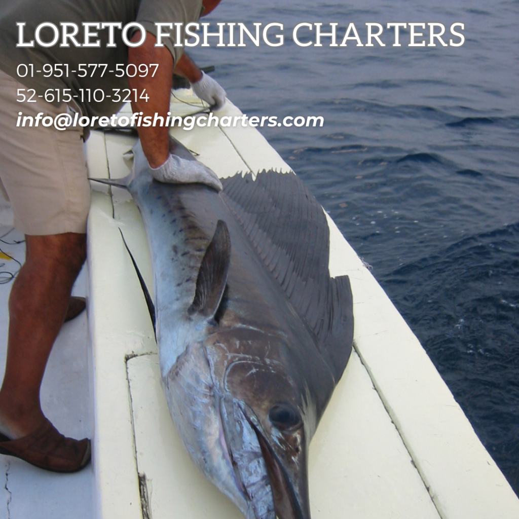 baja sur best sport fishing is 'loreto fishing charters loreto bcs mexico